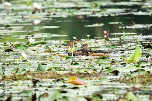 A mother duck and her ducklings in the water 