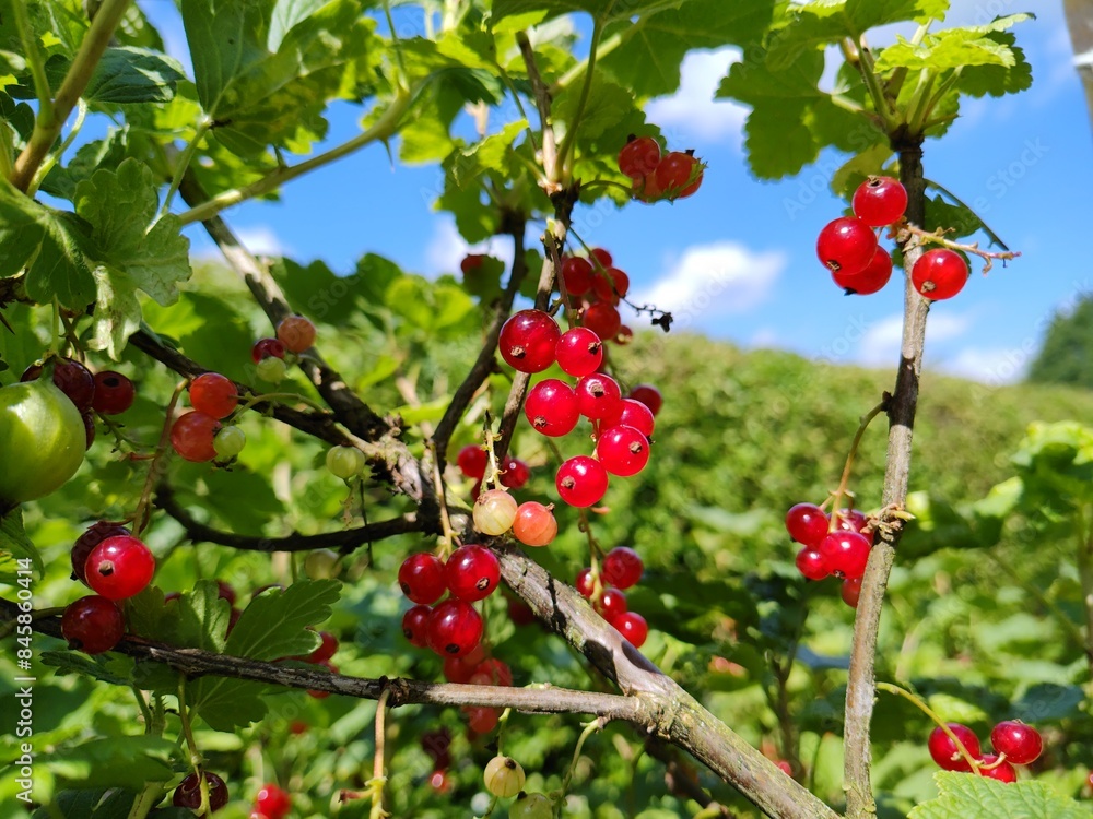Fototapeta premium leckere reife rote Johannisbeeren - Erntezeit im Garten, frisch, gesund, Vitamine, Beerenstrauch, Marmelade, Smoothie, Gesundheit