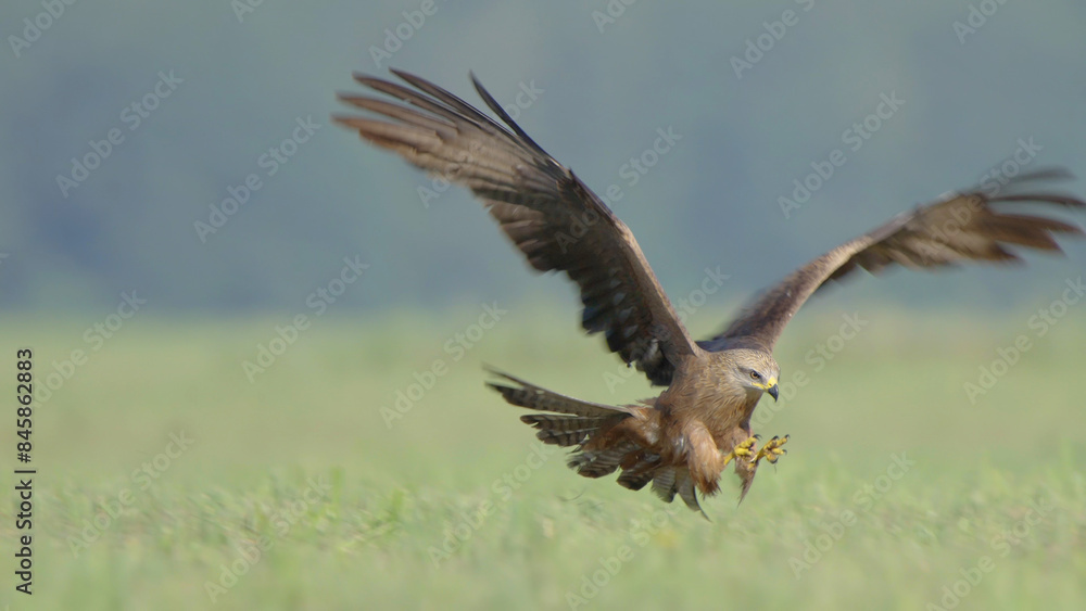 Bird of prey in flight, black kite flying in sky Bird of prey in flight, black kite flying in sky
