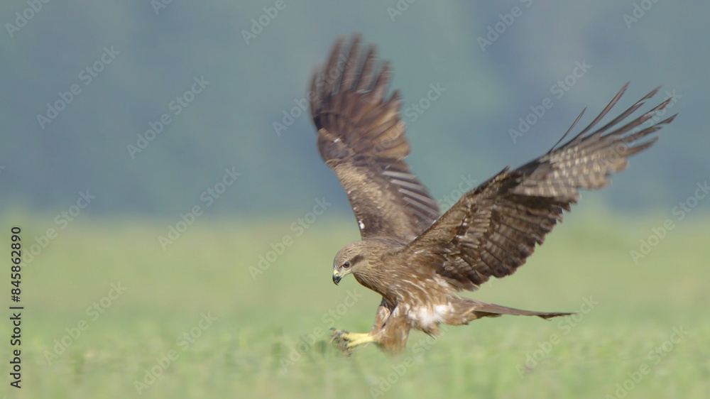 Bird of prey in flight, black kite flying in sky Bird of prey in flight, black kite flying in sky