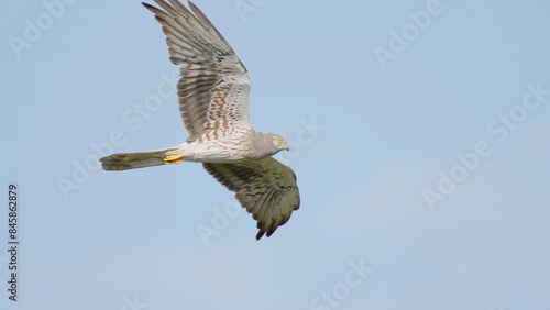 Montagus harrier bird of prey in flight, raptor flying Circus pygargus photo