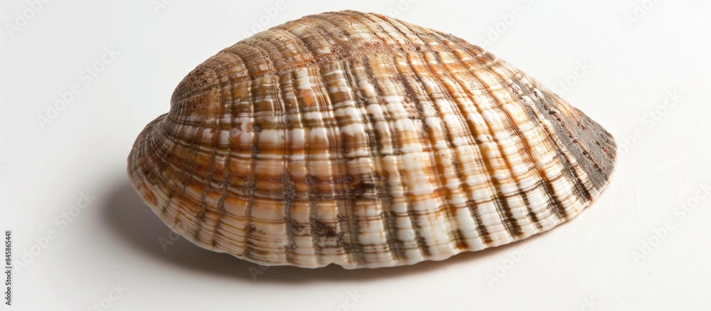 Close-up of a solitary limpet shell on a white background. Close-up of a solitary limpet shell on a white background.