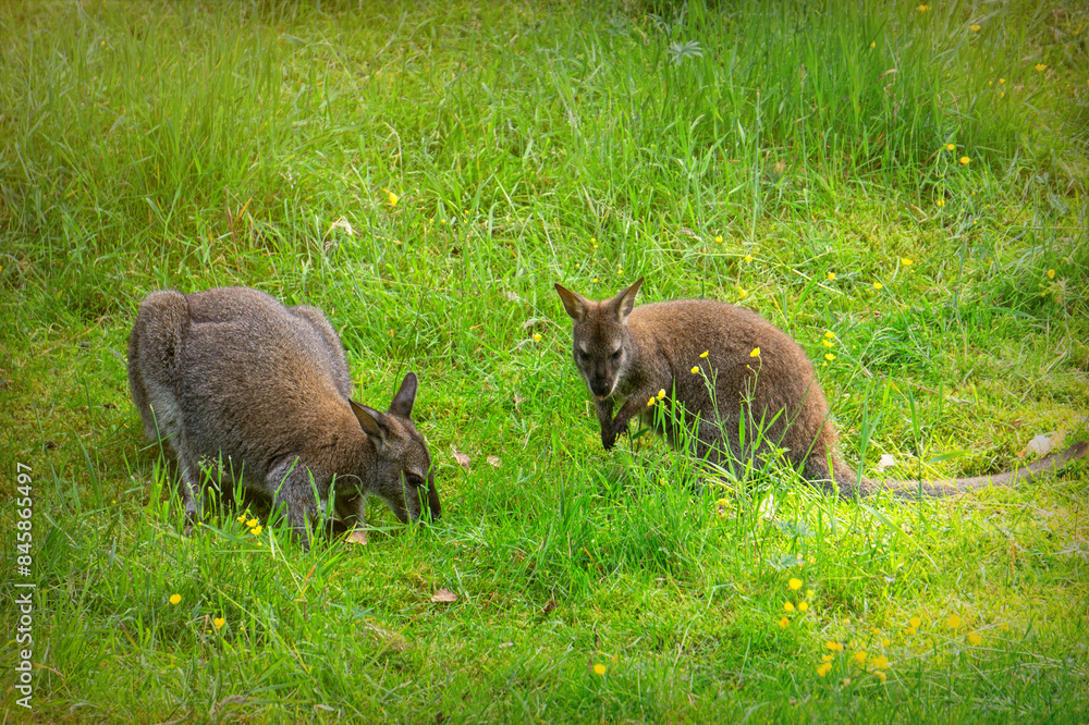 Kangaroo on a sunny green meadow Kangaroo on a sunny green meadow