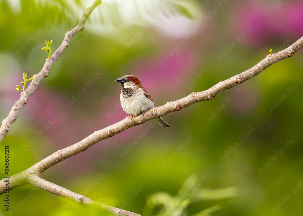 Obraz premium female house sparrow on branch