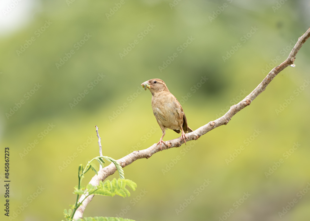 female house sparrow passer domesticus female house sparrow passer domesticus