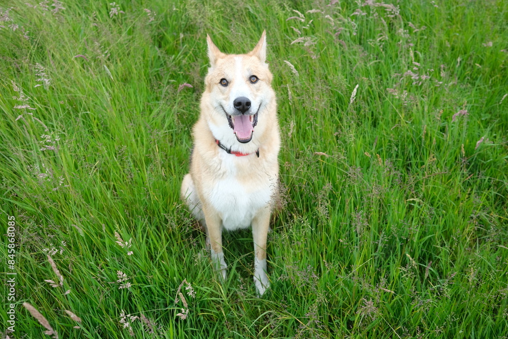 Portrait of happy laika dog in green meadow Portrait of happy laika dog in green meadow