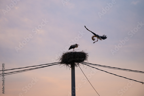 Photography birds on a wire pole nesting