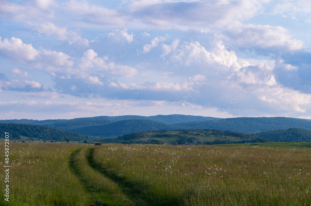 Fototapeta premium landscape with grass and blue sky