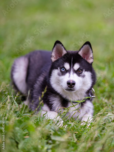 A young husky with different colored eyes, one blue and the other brown, poses for the camera. © zebronit