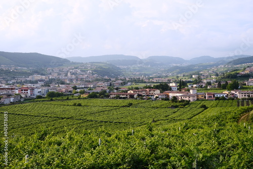 Summer panorama of Valpolicella, vine fields of the famous Venetian wine, Italy