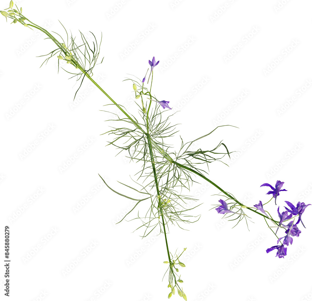 Naklejka premium Top view of Field Larkspur plant with purple flower