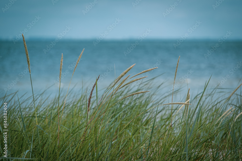 Dune grass on the beach of the Baltic Sea Dune grass on the beach of the Baltic Sea