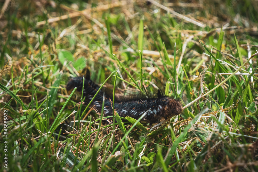 the caterpillar of a moth butterfly crawls across the grass the caterpillar of a moth butterfly crawls across the grass