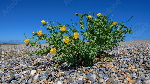 Yellow horned Poppy flowers on the beach