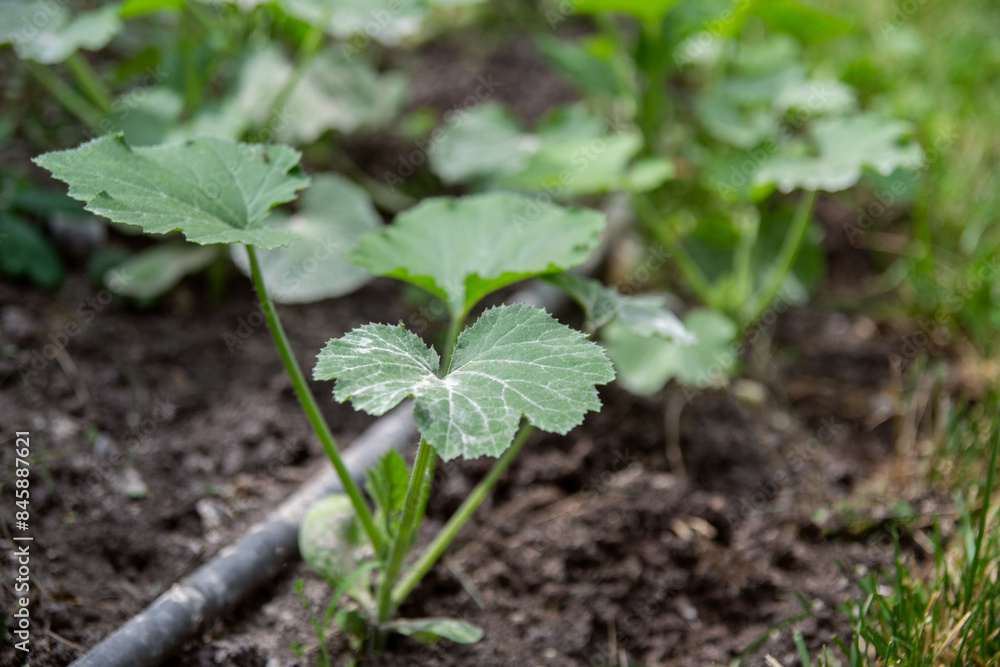 young zucchini growing on a bed under drip irrigation sprinkled with ash young zucchini growing on a bed under drip irrigation sprinkled with ash