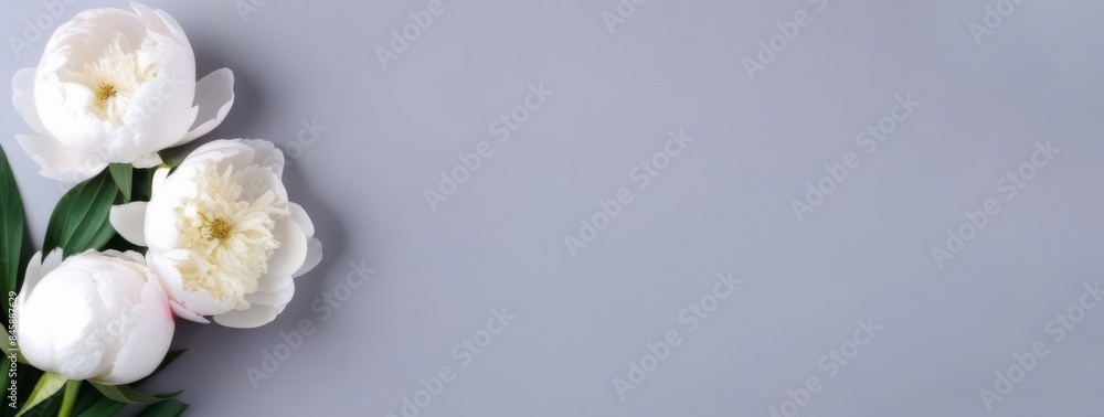 White peonies on solid grey background flat lay top view banner, wedding template, copy space, botanical floral romantic design flowers