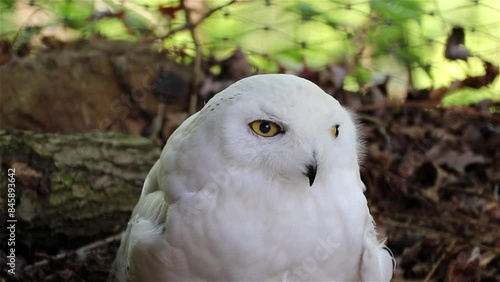 Beautiful snowy owl in free nature.	
