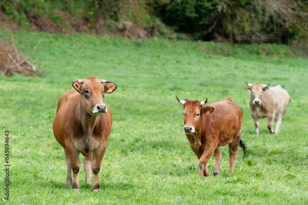 cows grazing in fields of green grasses in a village in León province in Spain, Europe cows grazing in fields of green grasses in a village in León province in Spain, Europe