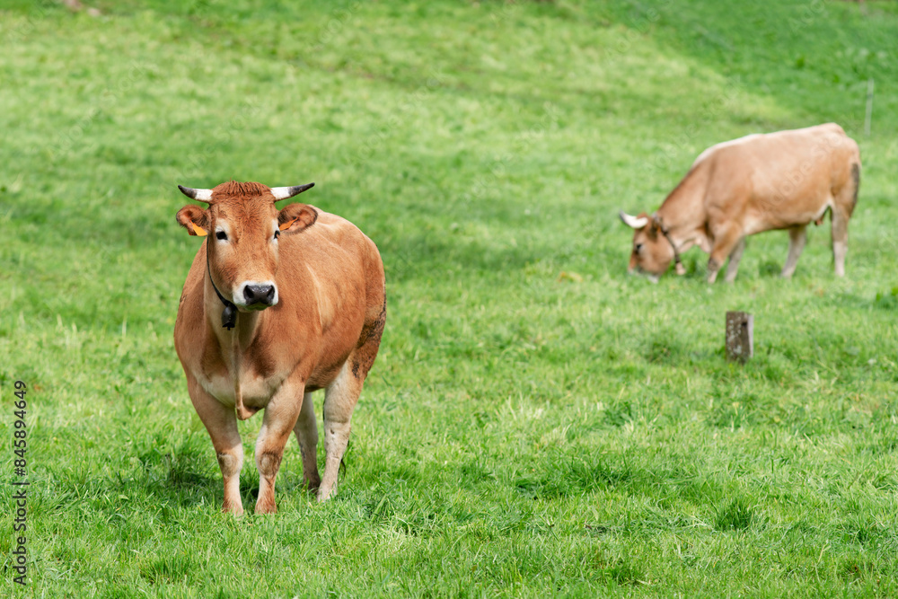 cows grazing in fields of green grasses in a village in León province in Spain, Europe cows grazing in fields of green grasses in a village in León province in Spain, Europe