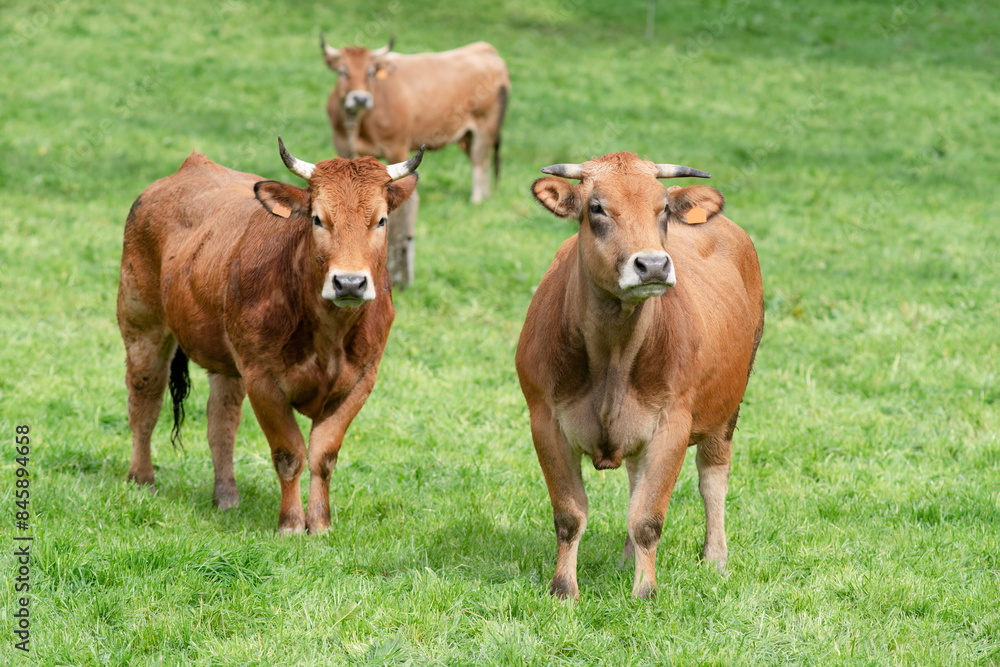 cows grazing in fields of green grasses in a village in León province in Spain, Europe cows grazing in fields of green grasses in a village in León province in Spain, Europe