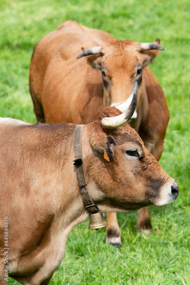 cows grazing in fields of green grasses in a village in León province in Spain, Europe cows grazing in fields of green grasses in a village in León province in Spain, Europe