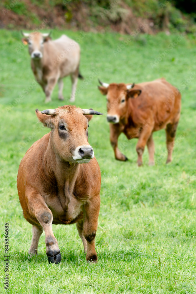 cows grazing in fields of green grasses in a village in León province in Spain, Europe cows grazing in fields of green grasses in a village in León province in Spain, Europe