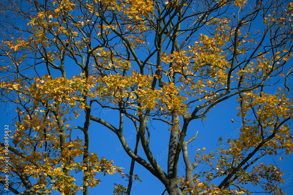 A tree with golden leaves against a beautiful blue sky. A tree with golden leaves against a beautiful blue sky.