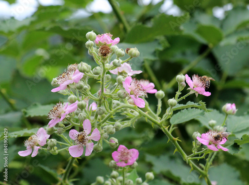 Wallpaper Mural Blackberries are blooming in the orchard Torontodigital.ca