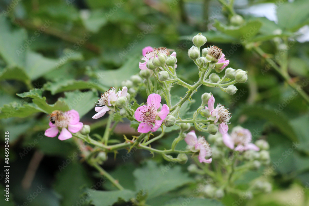 Blackberries are blooming in the orchard Blackberries are blooming in the orchard