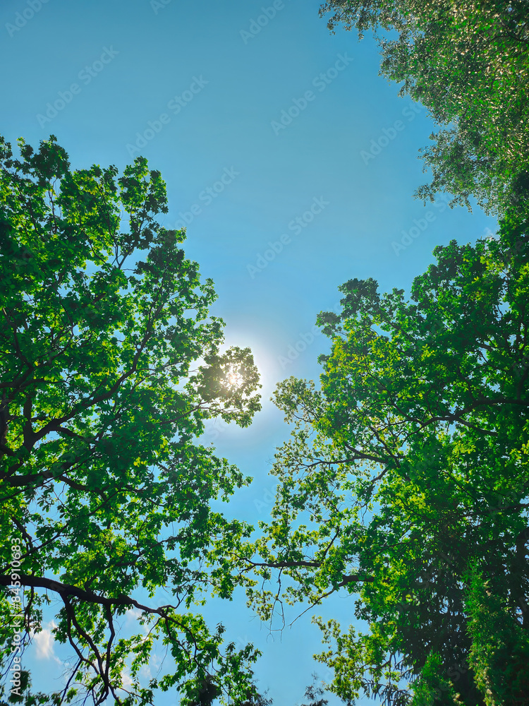 Sunlit Canopy: A Glimpse of Sky Through Trees. Verdant leaves frame a clear blue sky, with sunlight filtering through the foliage. Sunlit Canopy: A Glimpse of Sky Through Trees. Verdant leaves frame a clear blue sky, with sunlight filtering through the foliage.