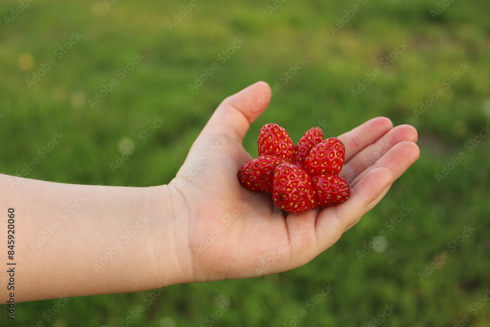 Unordinary shaped summer seasons red strawberry on a kids hand Unordinary shaped summer seasons red strawberry on a kids hand
