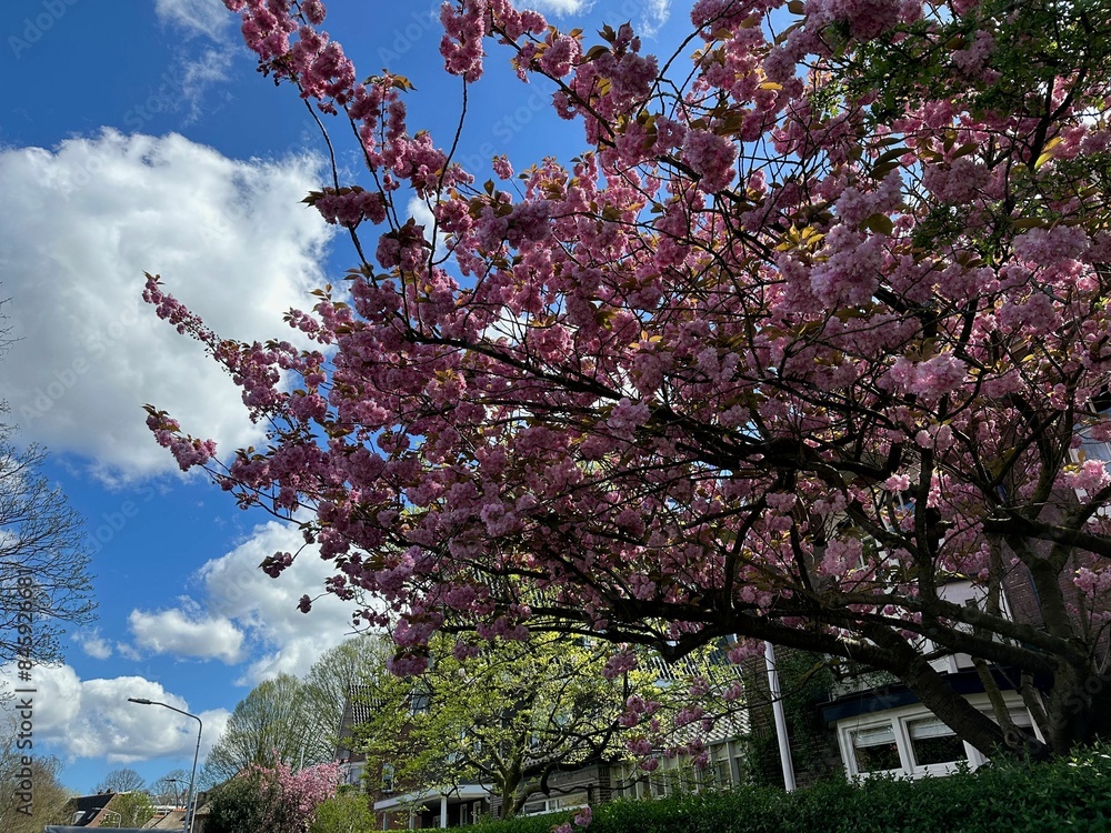 Beautiful blossoming sakura tree with pink flowers growing on city street Beautiful blossoming sakura tree with pink flowers growing on city street
