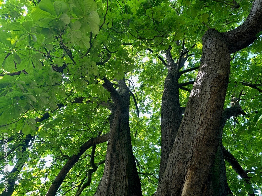 Fototapeta premium Beautiful chestnut tree with lush green leaves growing in botanical garden, low angle view