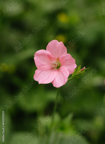 pink flower in the garden © Ellie