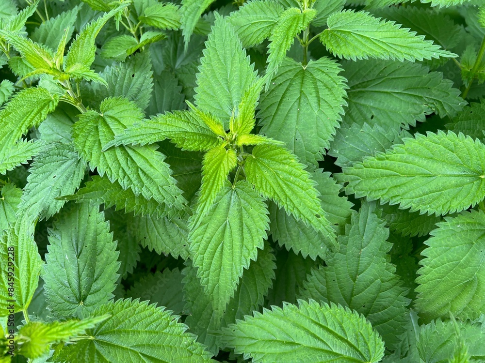 Nettle plant with green leaves as background, top view Nettle plant with green leaves as background, top view