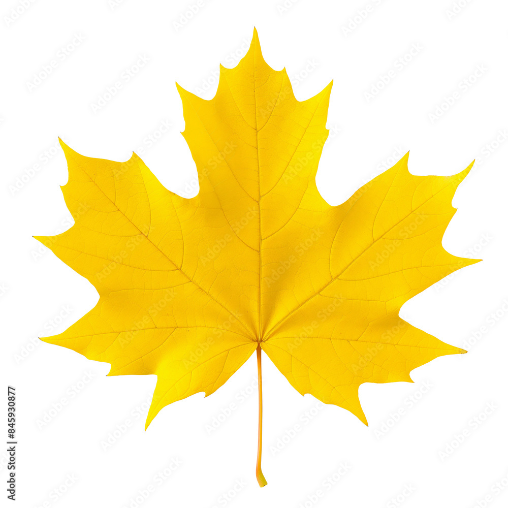 Yellow fall maple leaf. Isolated Yellow fall maple leaf. Isolated