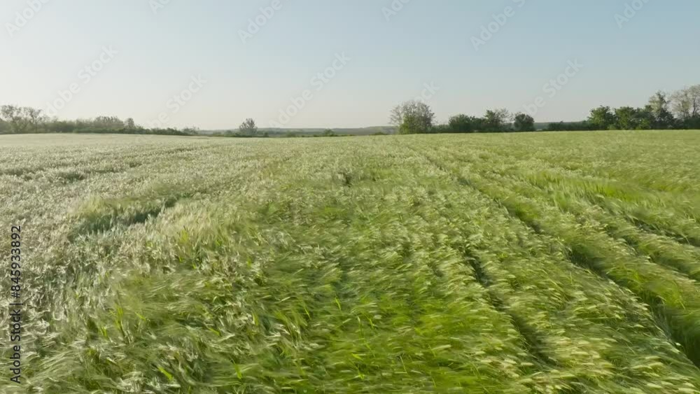 Barley green field in the wind Barley green field in the wind