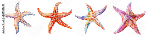 Colorful starfish in different poses marine life art transparent background
