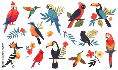 Tropical birds. Parrots hummingbird red cardinal hoopoe. Paradise exotic bird of tropical jungle brazil or colombia. Wildlife hawaiian flying characters isolated vector set