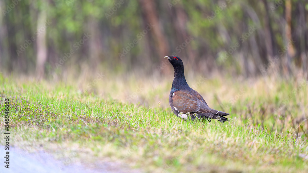 Fototapeta premium Western capercaillie (Tetrao urogallus) in summer forest