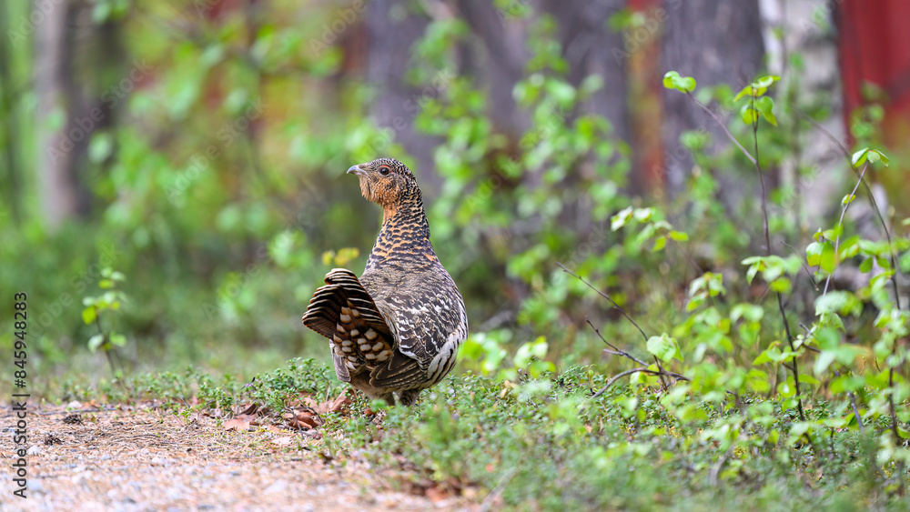Western capercaillie (Tetrao urogallus) in summer forest
