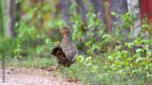 Obraz na płótnie Western capercaillie (Tetrao urogallus) in summer forest w salonie