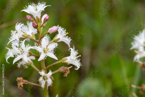 Close up of bogbean (menyanthes trifoliata) flowers in bloom photo