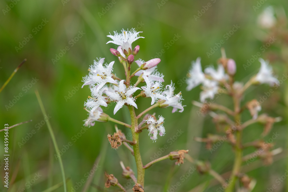 Close up of bogbean (menyanthes trifoliata) flowers in bloom Close up of bogbean (menyanthes trifoliata) flowers in bloom