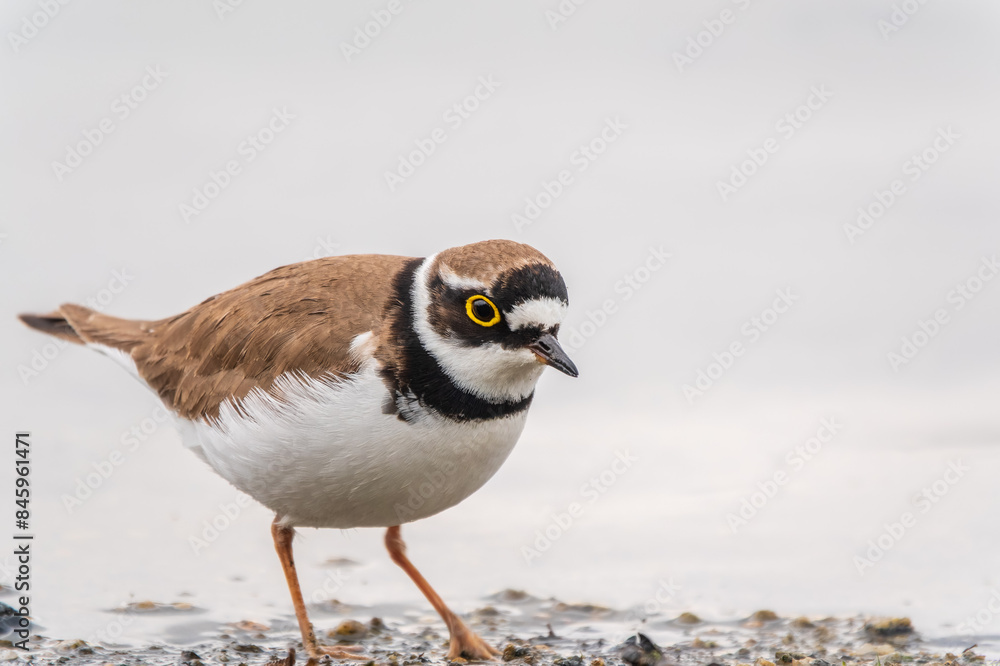 Little ringed plover (Charadrius dubius), bird standing on the lake shore Little ringed plover (Charadrius dubius), bird standing on the lake shore