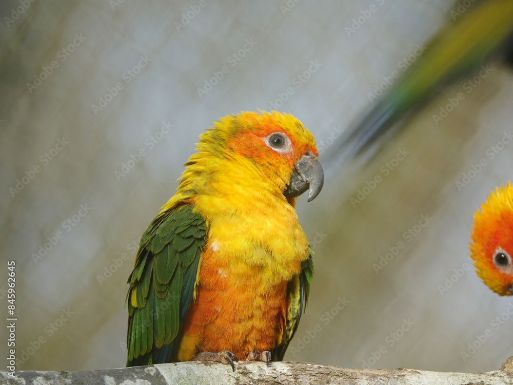 Obraz premium Conure soleil