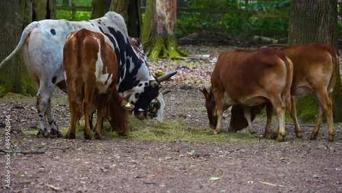 Close up of zebu cattle standing in the forest and eating grass ifrom the ground photo