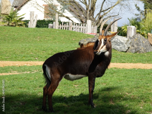 animal d'Afrique au Zoo de Beauval photo