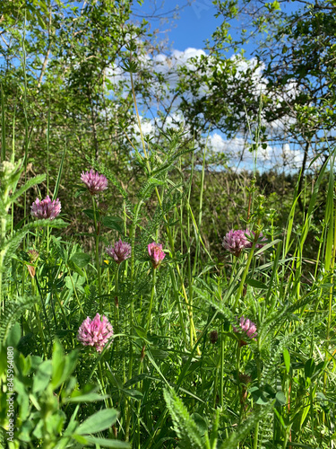 Wallpaper Mural A close-up view of pink clover flowers blooming in a lush green meadow on a sunny day with a blue sky and white clouds Torontodigital.ca