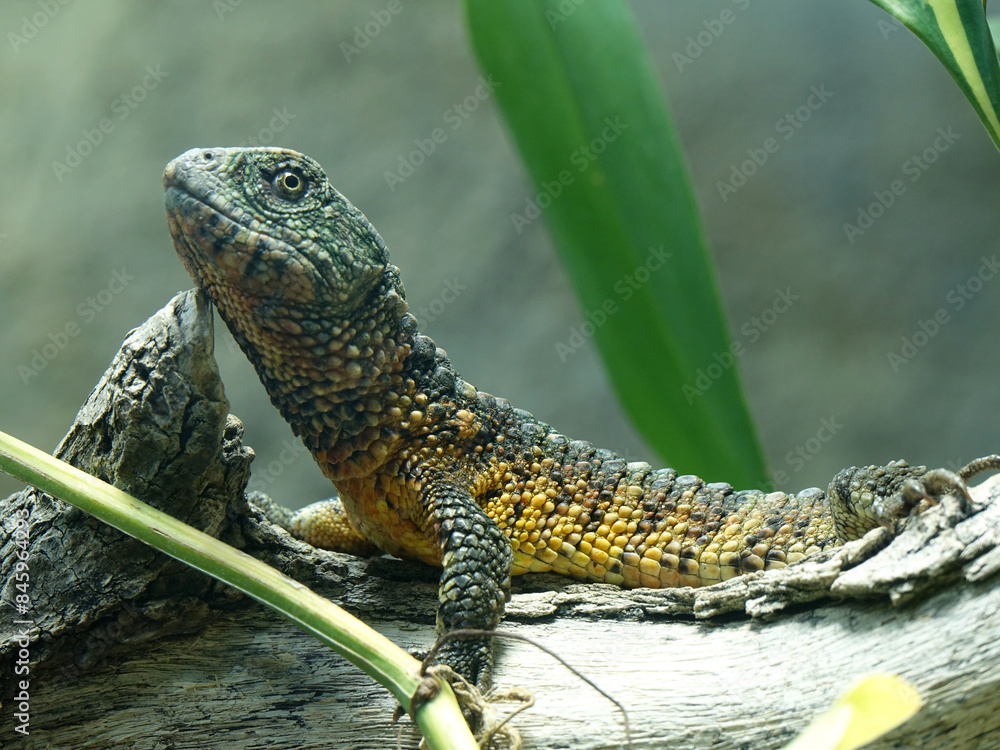 Naklejka premium reptile au zoo de Beauval